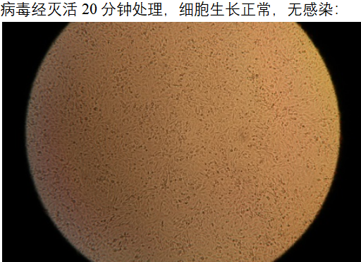 細胞4.png