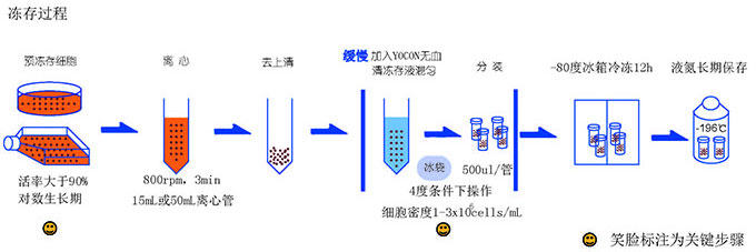 用無血清細胞凍存液凍存細胞過程.jpg