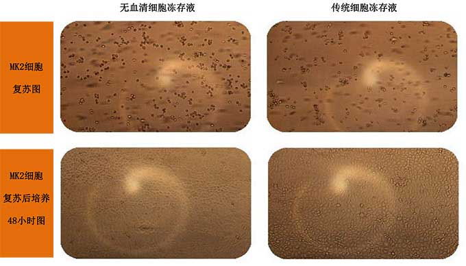 無血清細胞凍存液凍存MK2細胞.jpg