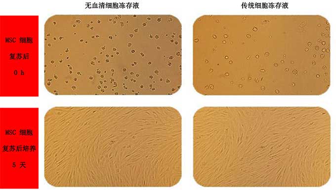 無血清細胞凍存液凍存MSC細胞.jpg