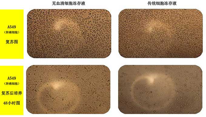 無血清細胞凍存液凍存A549細胞.jpg