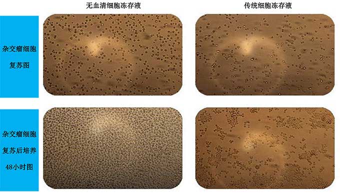 無血清細胞凍存液凍存雜交瘤細胞.jpg