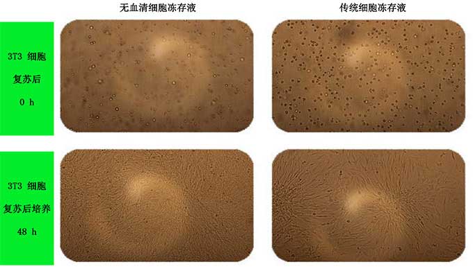 無血清細胞凍存液凍存3T3細胞.jpg
