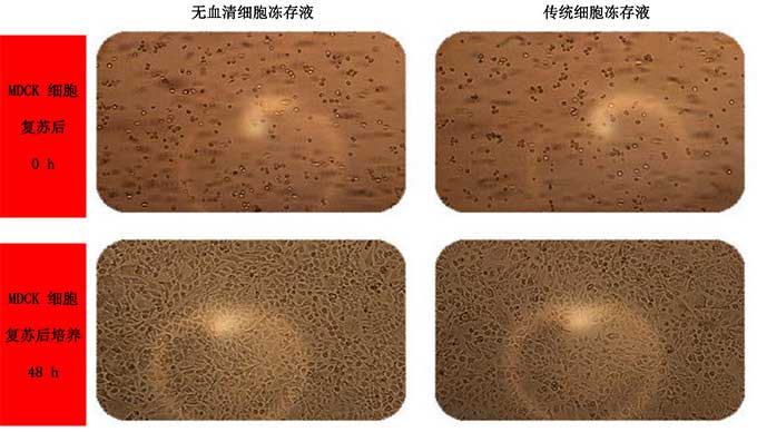無血清細胞凍存液凍存MDCK細胞.jpg