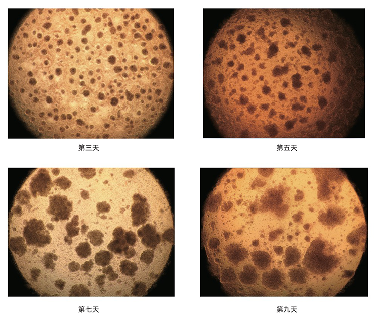 細(xì)胞形態(tài).png